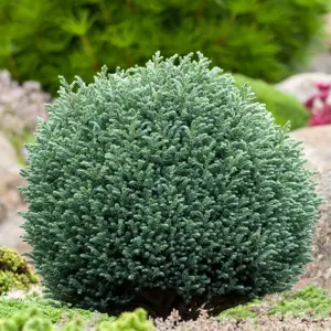 Chamaecyparis 'Blue Moon'